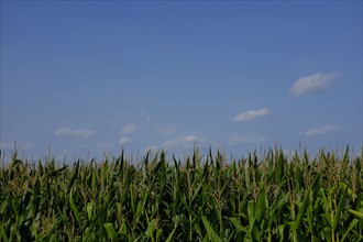 Corn field against blue sky