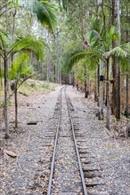 Australia, New South Wales, Railroad track in palm forest