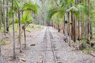 Railroad track in palm forest