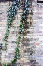 Creeper plant and brick wall