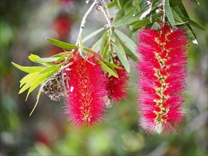 Australia, New South Wales, Red bottlebrushes hanging from twig