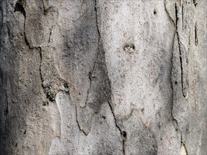 Bark of eucalyptus (Eucalyptus)