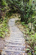Steps on path across forest
