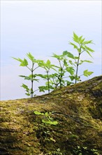 Young plants growing on tree trunk
