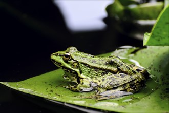 Frog sitting on wet leaf
