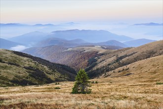 Ukraine, Zakarpattia region, Rakhiv district, Carpathians, Chornohora, Sheshul, Mountain landscape with lonely tree in middle of meadow