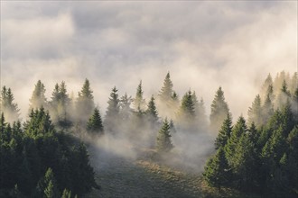 Ukraine, Zakarpattia region, Rakhiv district, Carpathians, Chornohora, Fog over forest on mountain Petros