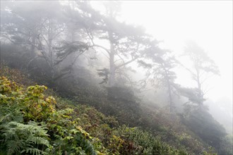 USA, California, Humboldt County, Fog over forest