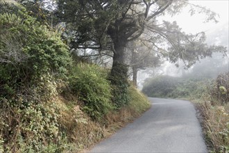 USA, California, Humboldt County, Trees and bushes next to road