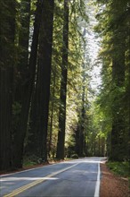 USA, California, Humboldt County, Empty road in Redwood forest