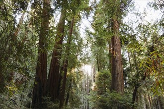 USA, California, Muir Woods National Park, Tall trees in forest