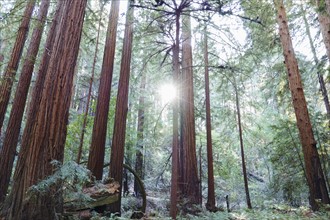 USA, California, Muir Woods National Park, Tall trees in forest