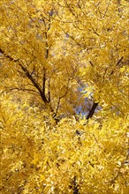 Trees with yellow leaves