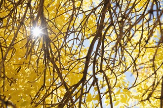 Branches with yellow leaves