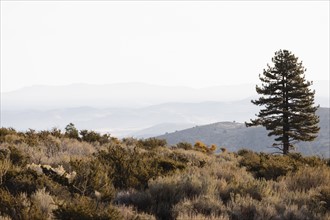 USA, California, Eastern Sierras, Landscape with single tree