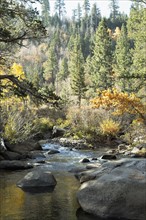 USA, California, Hope Valley, Stones and trees by Carson River