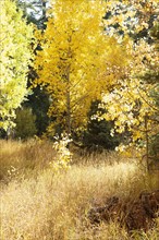 USA, California, Lake Tahoe, Grass and trees during autumn