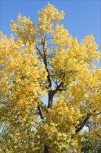 USA, California, Hope Valley, Tree with yellow leaves against blue sky