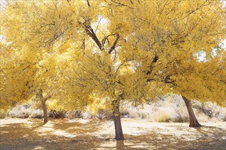 USA, California, Hope Valley, Trees with yellow leaves