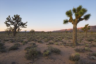 USA, California, Death Valley National Park, Joshua trees at sunrise