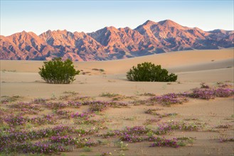 USA, California, Death Valley National Park, View of desert at sunrise