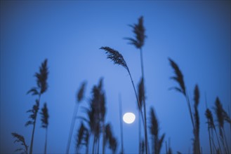 Full moon behind marram grass