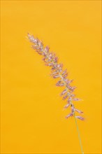 Close up of grass on yellow background