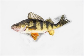 Dead perch fish on ice in Adirondack Mountains