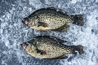 Dead trout fish on ice in Adirondack Mountains