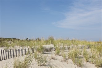 Sand dunes in summer