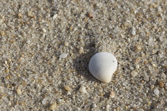 White shell on sandy beach