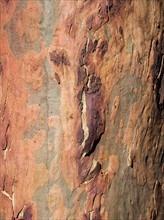 Australia, New South Wales, Blue Mountains, Smooth-barked apple tree (Angophora costata) bark