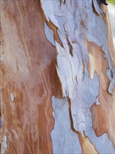 Australia, New South Wales, Blue Mountains, Smooth-barked apple tree (Angophora costata) bark
