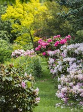Australia, New South Wales, Katoomba, Garden with green trees and rhododendron bushes