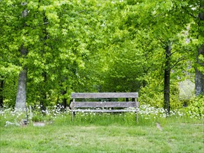 Old weathered bench and trees full of green leaves