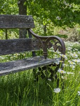 Bench among green grass and wild flowers