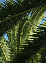 Llorikeet (Trichoglossus moluccanus) perching on palm tree