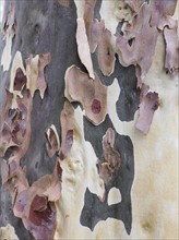 Australia, New South Wales, Camouflage plant bark at Blue Mountains