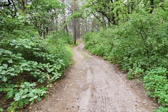 Ukraine, Dnepropetrovsk region, Novomoskovsk district, Dirt road leading through forest