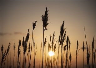 Silhouettes of grass at sunset