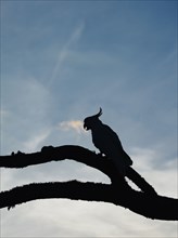 Silhouette of cockatoo on branches