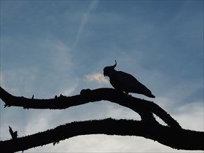 Silhouette of cockatoo on branches