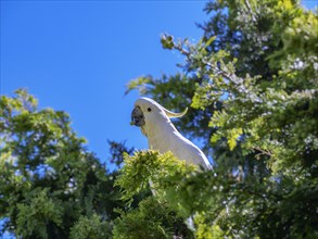 Cockatoo in tree
