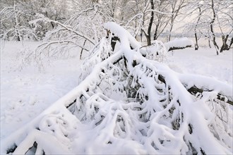 Snow on fallen tree
