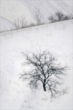 Bare trees in snow