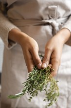 Hands of young woman holding rosemary