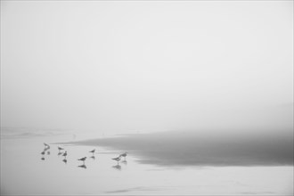 Seagulls on misty Kure Beach in North Carolina, USA