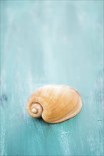 Seashell on blue surface