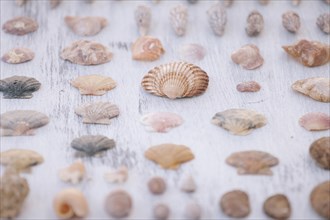 Variety of seashells on white surface