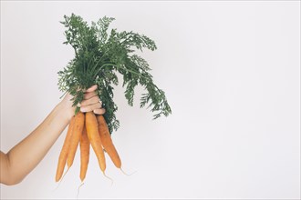 Hand of young man holding carrots